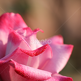 Pink  by তিত কুটি - Flowers Single Flower