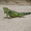 Green Iguana