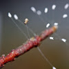 Lacewing Larva and Eggs