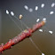 Lacewing Larva and Eggs