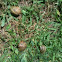 Garden snails - le chiociole