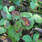 Wild Strawberry