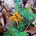 Cedar Apple Rust Gall