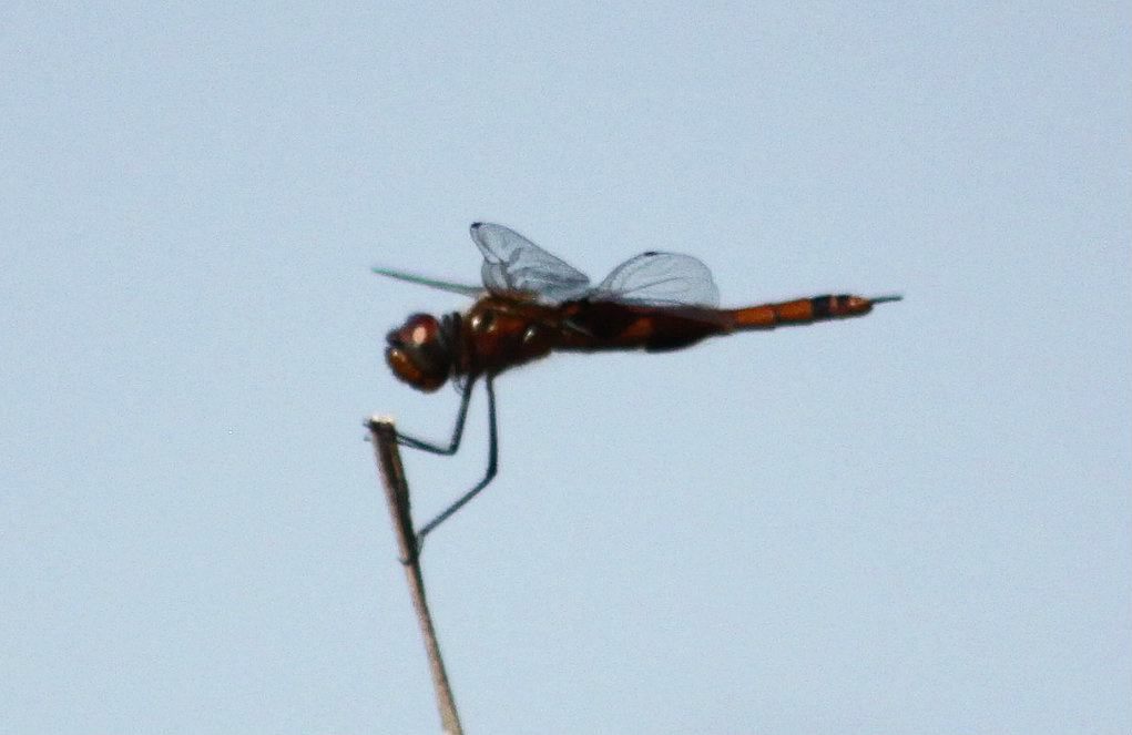 Carolina Saddlebags Dragonfly