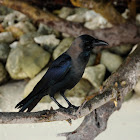 Maldivian house crow
