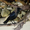 Maldivian house crow