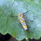 ailanthus webworm moth