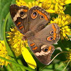 (Common) Buckeye butterflies
