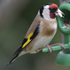 Goldenfinch