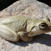 Roths Tree Frog