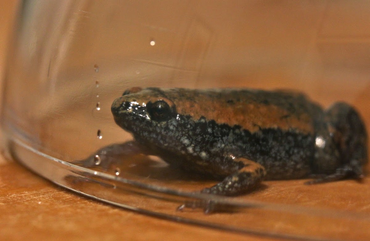 Eastern Narrowmouth Toad
