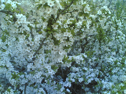 شکوفه درختان قبل از شیرپلا