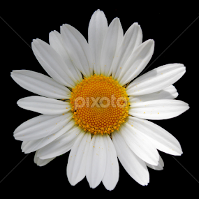 Single Flower. by Kelly Williams - Flowers Single Flower