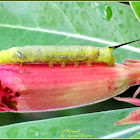 Oleander Hawk Moth (2nd Instar Larva)
