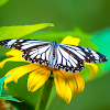 White Tiger (butterfly)
