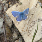 Common blue