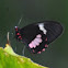 Ruby-spotted Swallowtail