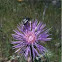 Dagger Flower sending off a Japanese Beetle(Still unclear.) 
