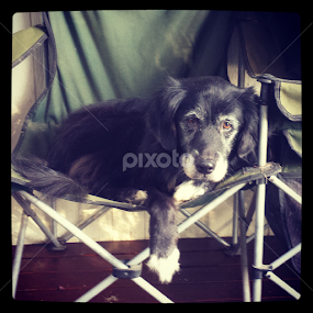 by Alannah Melton - Animals - Dogs Portraits