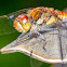 Common Darter