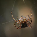 Four-Spot Orb-Weaver