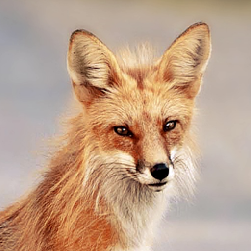 Ultimate fox