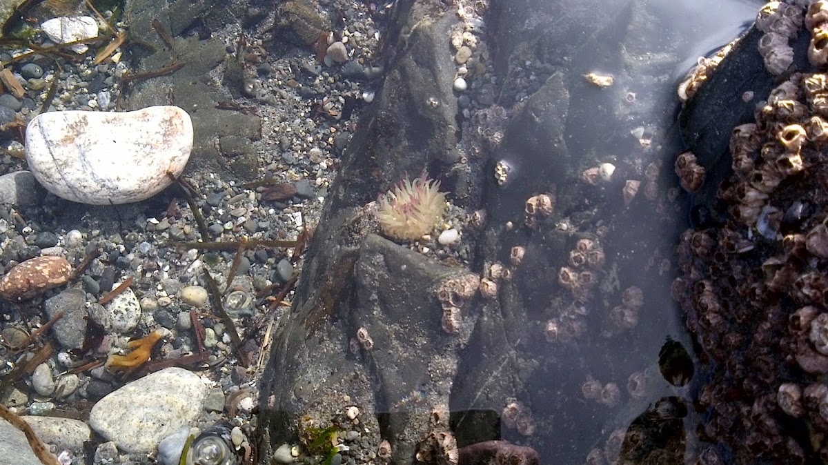 Sea Anemone and Barnacles