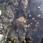Sea Anemone and Barnacles