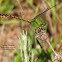 Rusty Snaketail Dragonfly
