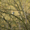 Coal Tit - Sýkora úhelníček