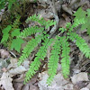 Maidenhair fern