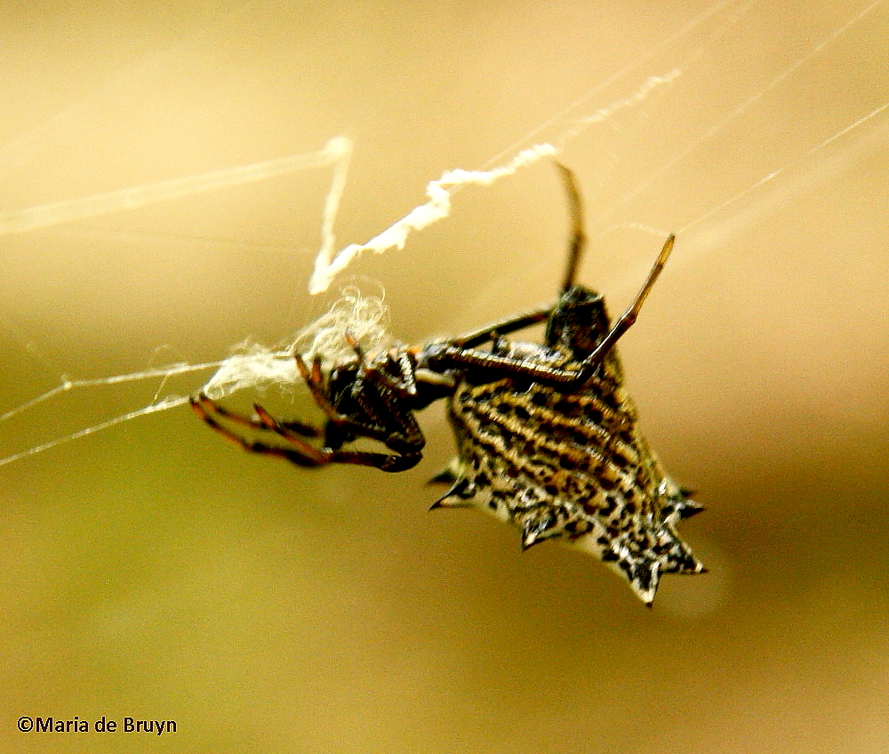 Spined micrathena orb weaver spider