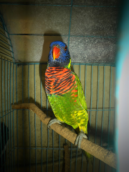 Burung Nuri Irian Rainbow Lorikeet Project Noah