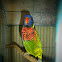 Burung Nuri Irian (Rainbow Lorikeet)