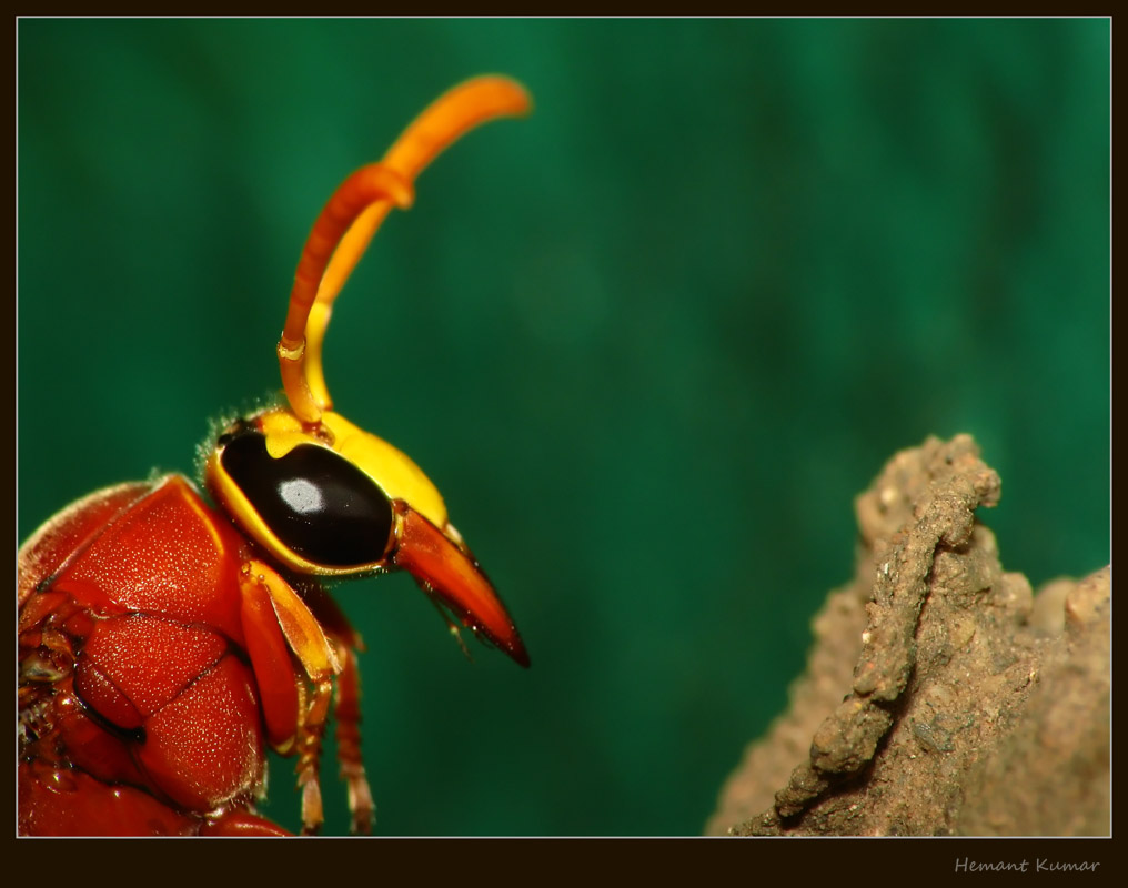 potter wasp