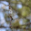 Golden Orb Weaver Spiders