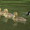 Canada Goose + Goslings