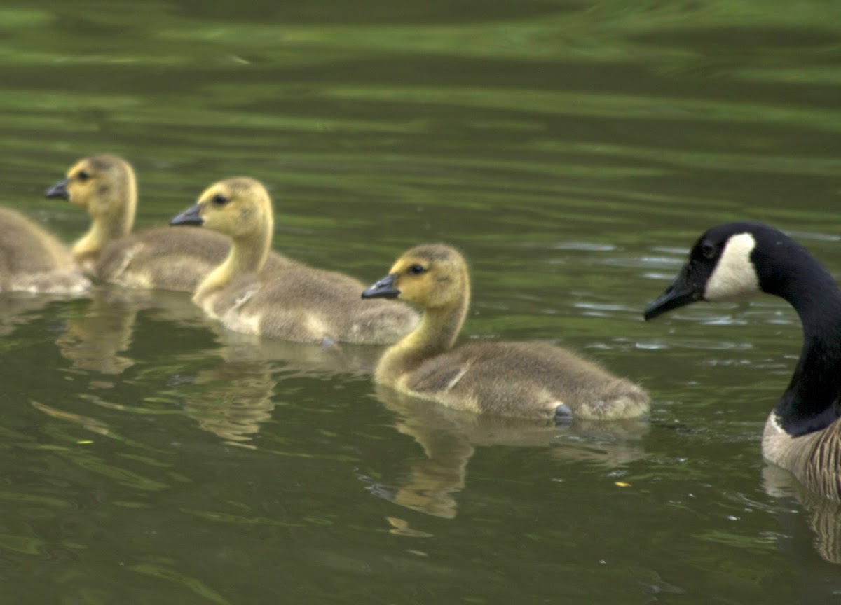 Canada Goose + Goslings