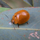 Eucalyptus Leaf Beetle