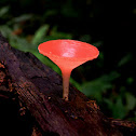 Cup fungi