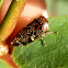 Gum Leafhopper