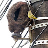 João-de-barro (Red ovenbird)