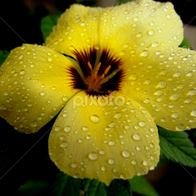 by Amran Alie - Flowers Single Flower