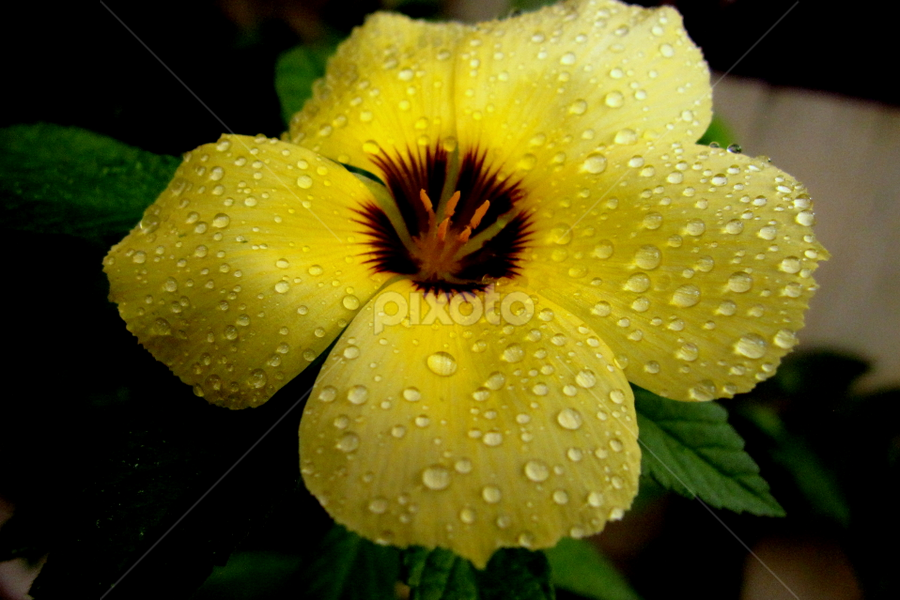 by Amran Alie - Flowers Single Flower