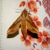 Vine Hawk-Moth