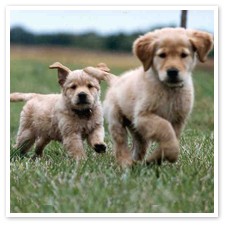 Sunt doi amandoi au 7 saptamani