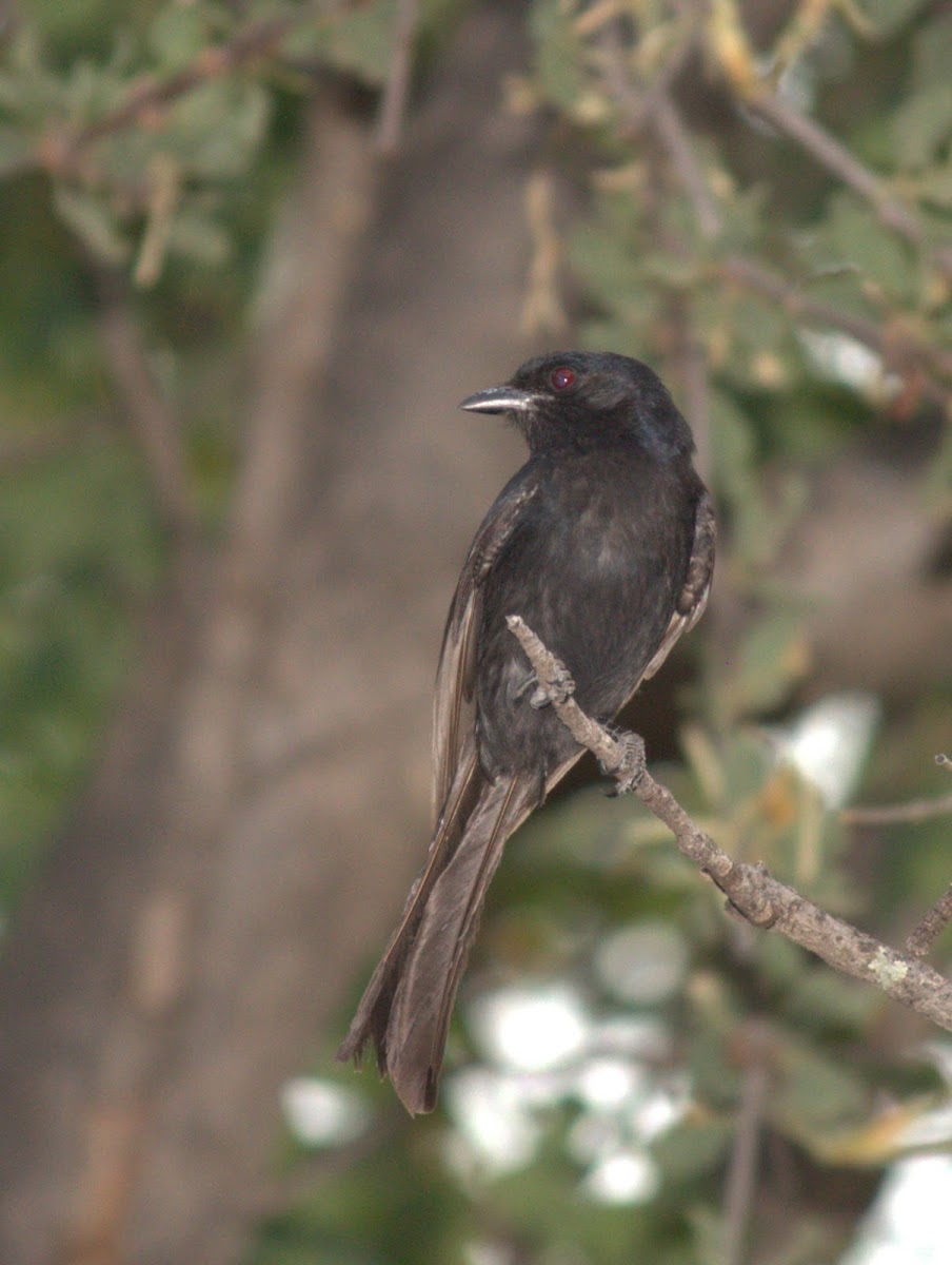 Square-tailed Drongo (Kleinbyvanger)