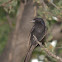 Square-tailed Drongo (Kleinbyvanger)