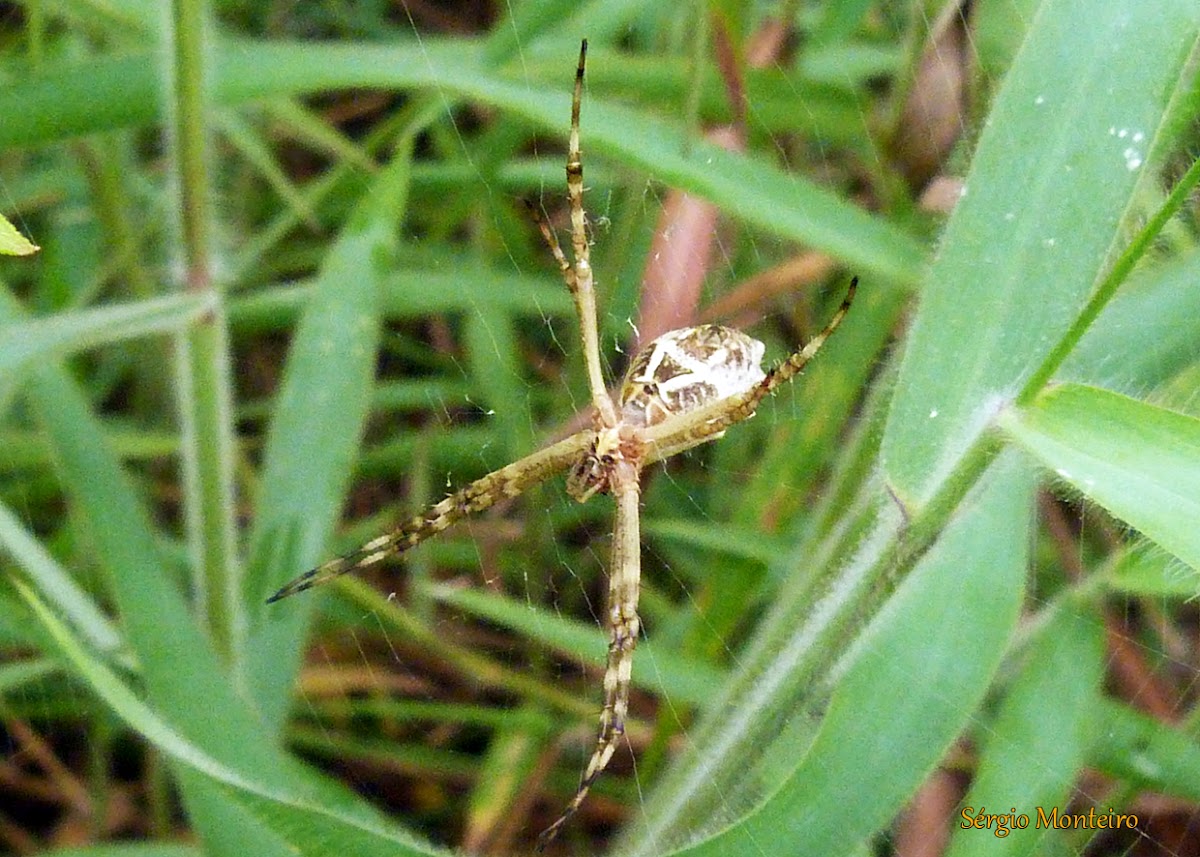 Argyope spider