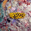 Nudibranch